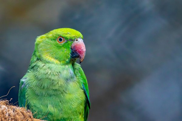 Wat zijn de tekenen dat mijn huisdier zich verveelt?