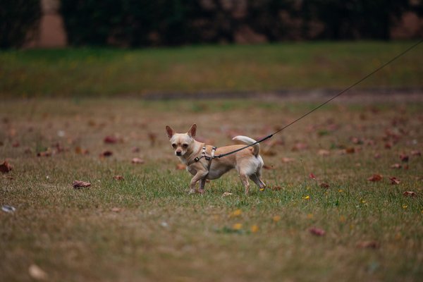 Wat zijn de voordelen van het gebruiken van automatische kattenbakken?